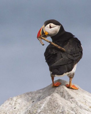 Puffin with bamboo.jpg