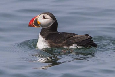 Puffin on water.jpg