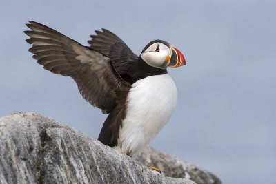 Puffin flapping.jpg