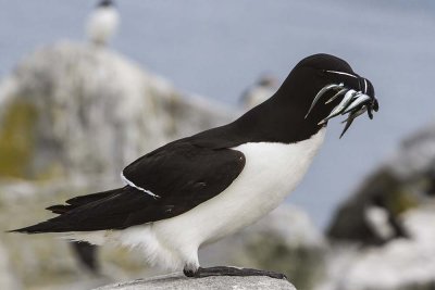 Razorbill with fish.jpg