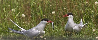 Artic Tern pair.jpg