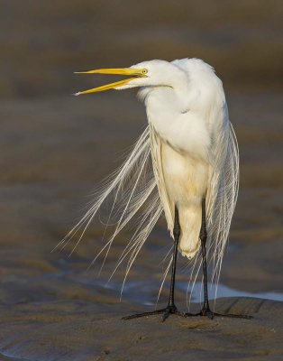 Great Egret at sunrise with mouth open.jpg