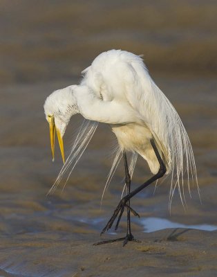 Great Egret turning at sunrise.jpg