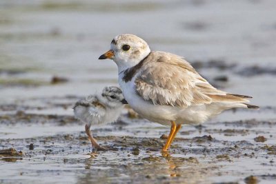Piping Plover with baby facing on water.jpg