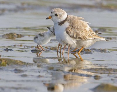 Piping Plover with babies and reflection 2.jpg
