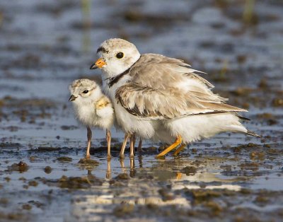Piping Plover and babies on water 3.jpg