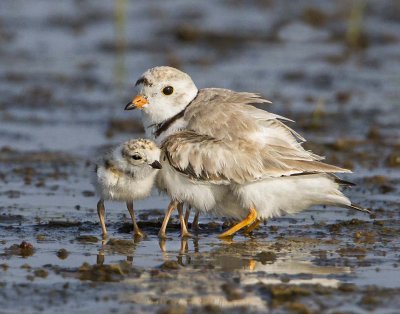 Piping Plover and babies on water.jpg
