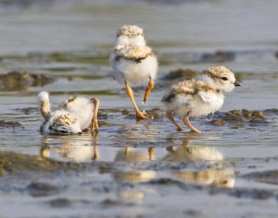 Piping Plover babies uncovered.jpg
