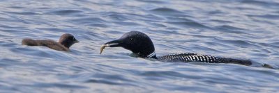 Loon with fish for chick.jpg