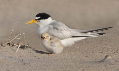 Least Tern and baby.jpg