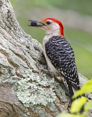Red-bellied woodpecker with mulberry.jpg