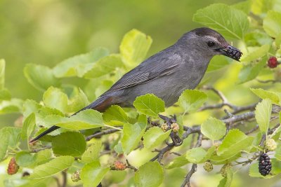 Catbird with mulberry.jpg