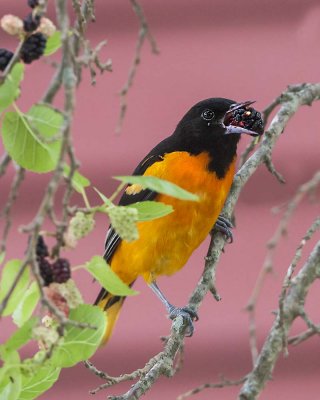 Oriole with mulberry.jpg