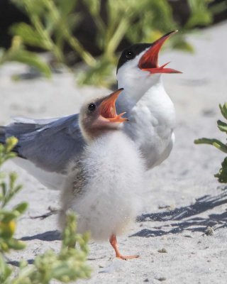 Common Tern with baby yelling.jpg
