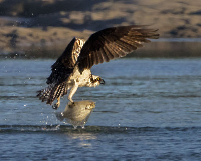 Osprey w flounder 2.jpg