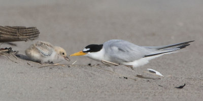 Least Tern watches baby.jpg