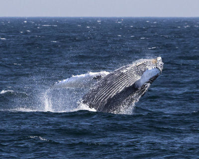 Humpback whale calf breaching.jpg
