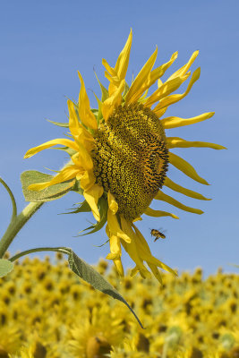 Sunflower with bee flying.jpg