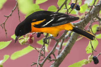 Oriole poses by barn and mulberries.jpg