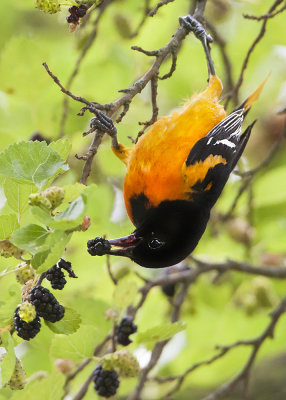 Oriole eating mulberry 2.jpg