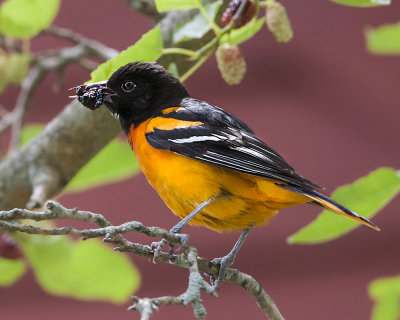 Oriole eating mulberry 3.jpg