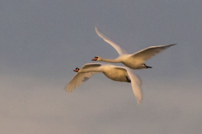 Swans flying.jpg