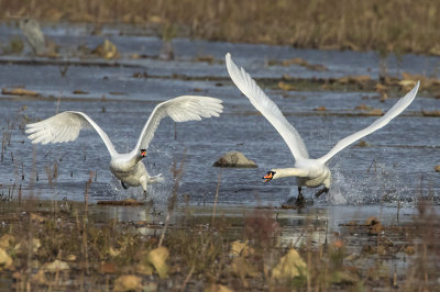 Swans fighting.jpg