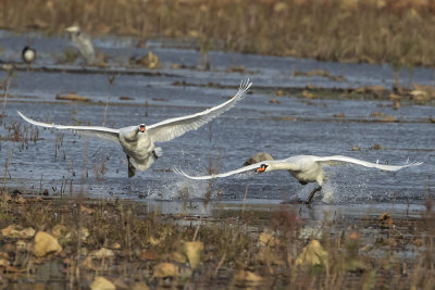 Swans fighting 2.jpg