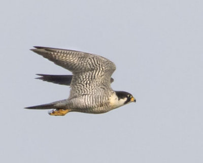 Peregrine Falcon flying.jpg