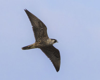 Juvenile Peregrine Falcon flying.jpg