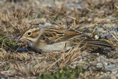 Clay-colored Sparrow.jpg