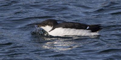 Thick-billed Murre skims water.jpg