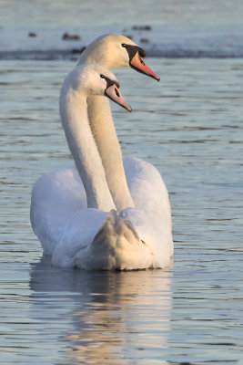 Swan and juvenile.jpg