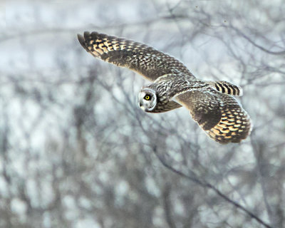 Short-eared flying 2.jpg