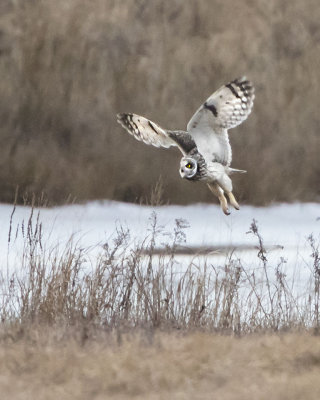 Short-eared Owl leaping up.jpg