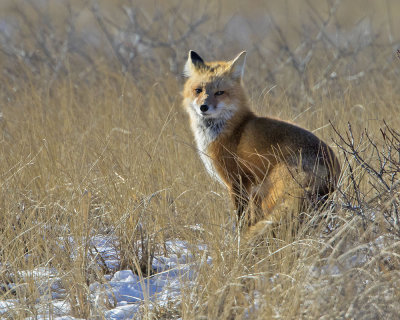 Fox rests on snow.jpg