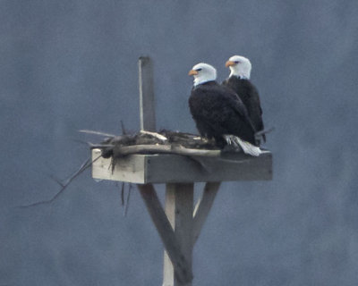 Bald Eagle pair.jpg