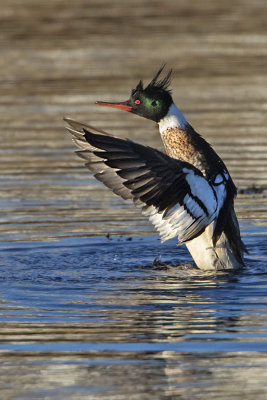 Red-breasted Meranser flapping.jpg