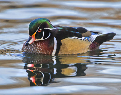 Wood Duck and reflection.jpg