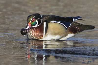 Wood Duck with food.jpg