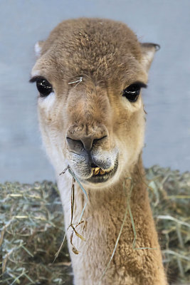 Vicuna chewing.jpg