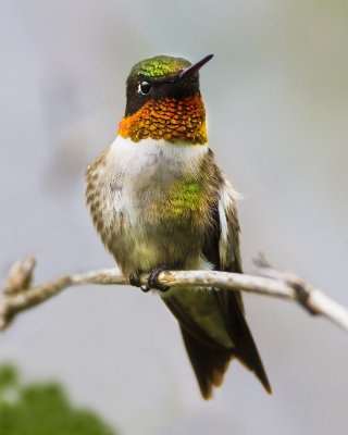 Ruby-throated Hummingbird.jpg