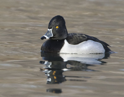 Ring-necked Duck.jpg