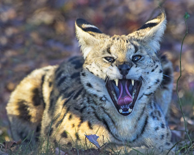 Serval yawning.jpg