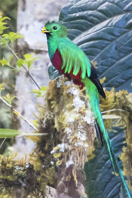 Resplendent Quetzal closer.jpg