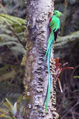 Resplendent Quetzal at nest.jpg