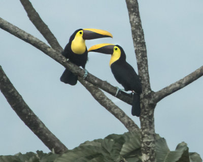 Black Mandible Toucan pair facing.jpg