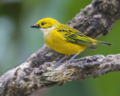 Silver-throated Tanager.jpg