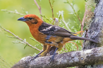 Flame-colored Tanager.jpg
