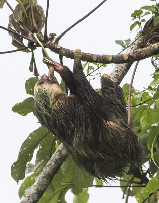 Two-toed Sloth eating seeds.jpg